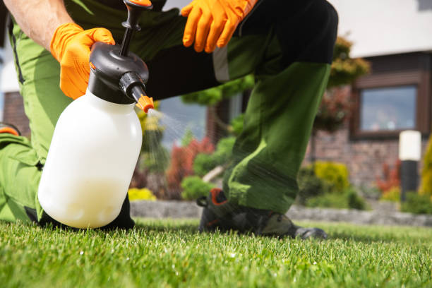 Best Affordable Pest Control Services  in Mercedes, TX